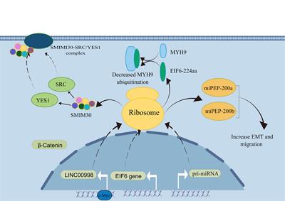 Advances in peptides encoded by non-coding RNAs: A cargo in exosome